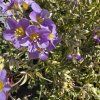 POLEMONIUM REPTANS 'GOLD FEATHERS kak3