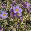 POLEMONIUM REPTANS 'GOLD FEATHERS kak1