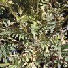 POLEMONIUM REPTANS 'GOLD FEATHERS kak2