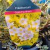 POLEMONIUM REPTANS 'GOLD FEATHERS' kak1