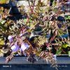 POLEMONIUM REPTANS 'HEAVEN SCENT' kak2