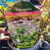 POLEMONIUM REPTANS 'HEAVEN SCENT' kak1