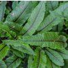 RUMEX SANGUINEUS shut2