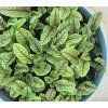 RUMEX SANGUINEUS shutt