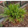RUMEX SANGUINEUS shut1