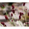 SANGUISORBA OFFICINALIS 'CRIMSON QUEEN' shut2