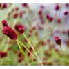 SANGUISORBA OFFICINALIS 'CRIMSON QUEEN' shut