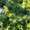 TROLLIUS × CULTORUM 'ALABASTER' kak2