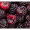 RUBUS IDAEUS 'GLEN COE' shut