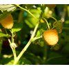 RUBUS IDAEUS 'VALENTINA shutt