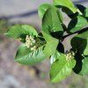 ARONIA PRUNIFOLIA 'HUGIN' ist1
