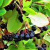 ARONIA PRUNIFOLIA 'HUGIN' ist2