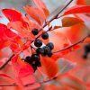 ARONIA PRUNIFOLIA 'HUGIN' ist