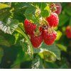 RUBUS IDAEUS 'FERTŐDI ZAMATOS' shut