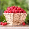 RUBUS IDAEUS 'MALLING PROMISE' shut