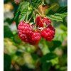 RUBUS IDAEUS 'MALLING PROMISE' shut1