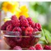 RUBUS IDAEUS 'OTTAWA' shut1