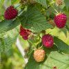 RUBUS IDAEUS 'OTTAWA' shut