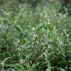 Sarcococca hookeriana 'Purple Stem' shut1