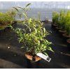 Sarcococca hookeriana 'Purple Stem' arbo1