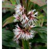 Sarcococca hookeriana 'Purple Stem' shut