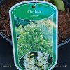CLETHRA ALNIFOLIA kak2