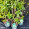CLETHRA ALNIFOLIA kak3