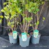 CLETHRA ALNIFOLIA kak4