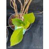 CLETHRA ALNIFOLIA kak1