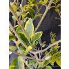 LIGUSTRUM OVALIFOLIUM 'AUREUM' kak1