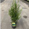 CUPRESSOCYPARIS LEYLANDII ARBO1