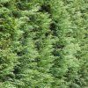 CUPRESSOCYPARIS LEYLANDII IST1
