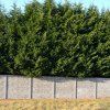 CUPRESSOCYPARIS LEYLANDII IST2