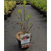 FICUS CARICA 'FIROMA arbo