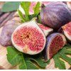FICUS CARICA 'FIROMA'® (FIGOVNÍK OBYČAJNÝ)