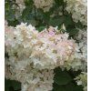 Hydrangea pan. 'Confetti' shut