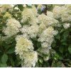 Hydrangea pan. 'Confetti' shut1