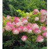 Hydrangea pan. 'Pink Lady' shutt