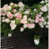 Hydrangea pan. 'Pink Lady' shut1