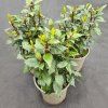 LAURUS NOBILIS (BOBKOVÝ LIST)2