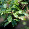 LAURUS NOBILIS (BOBKOVÝ LIST)_shutter