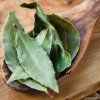 LAURUS NOBILIS (BOBKOVÝ LIST)_istock