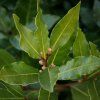 LAURUS NOBILIS IST2