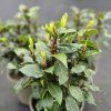LAURUS NOBILIS (BOBKOVÝ LIST)3