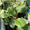 AJUGA REPTANS 'VARIEGATA kak1