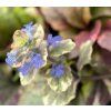 AJUGA REPTANS 'VARIEGATA' shutt