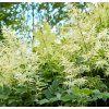ARUNCUS DIOICUS shut1