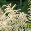 ARUNCUS DIOICUS shutt1