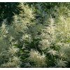 ARUNCUS DIOICUS shut