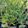 ASPHODELINE LUTEA kak3